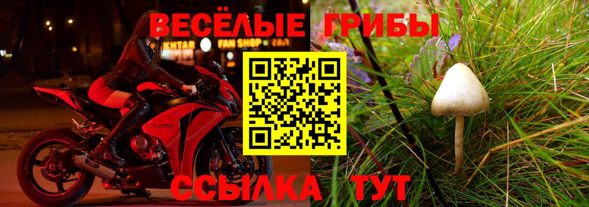 Галлюциногенные грибы Psilocybine cubensis Киржач